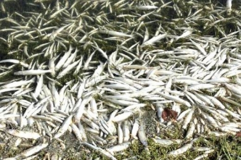 Córdoba: mortandad de peces preocupa a turistas y vecinos a orillas del lago San Roque