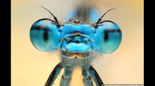 Macrofotografía: Ireneusz Irass Walędzik  el fotógrafo polaco nos muestra imagenes de insectos