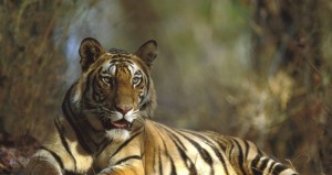 Bengal-Tiger-Resting-Bandhavgarh-National-Park-India-660x350